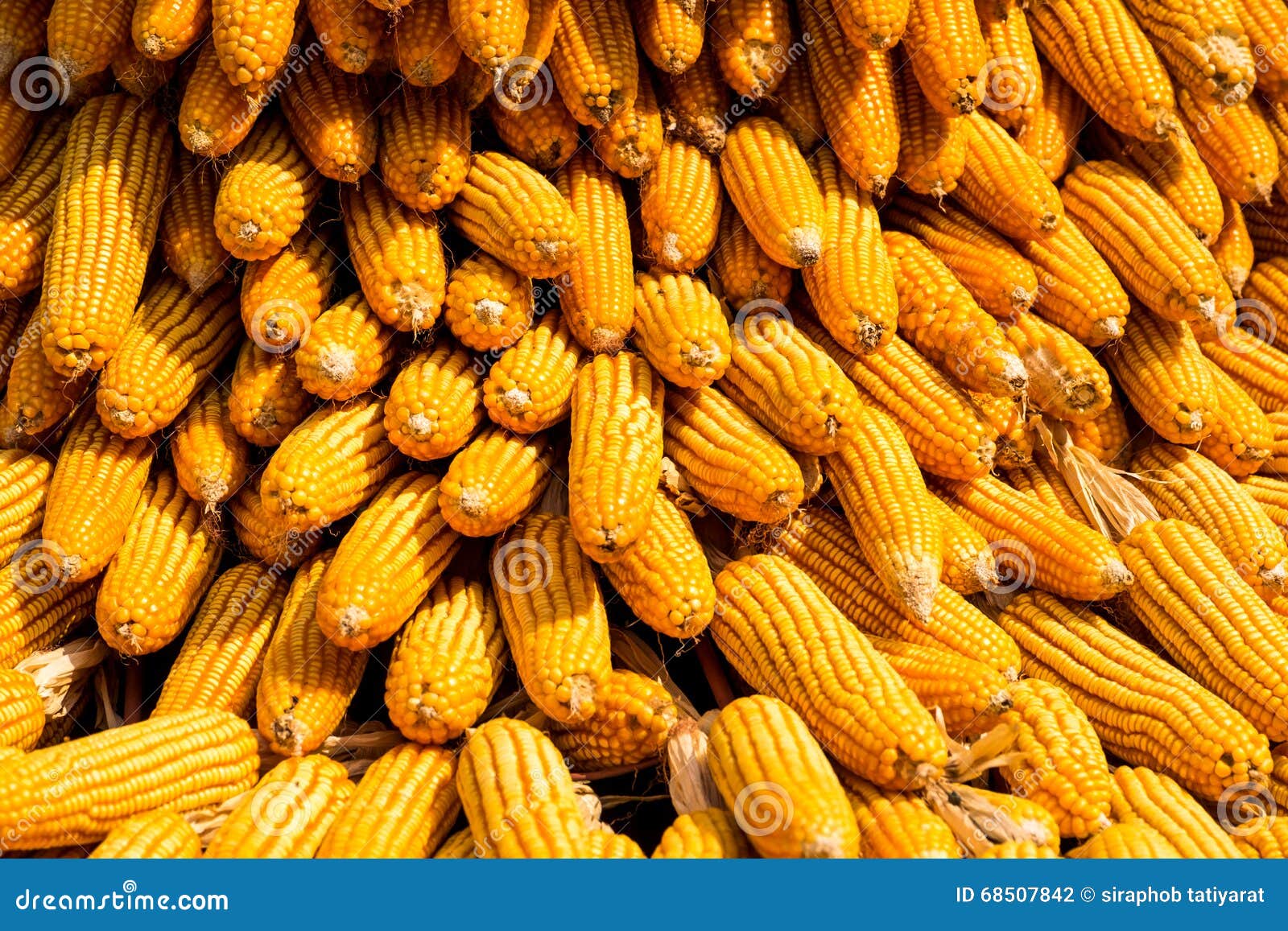 Dried corn stock photo. Image of fresh, food, nature 68507842