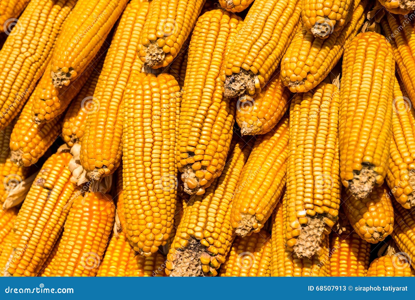 Dried corn stock image. Image of agriculture, detail 68507913