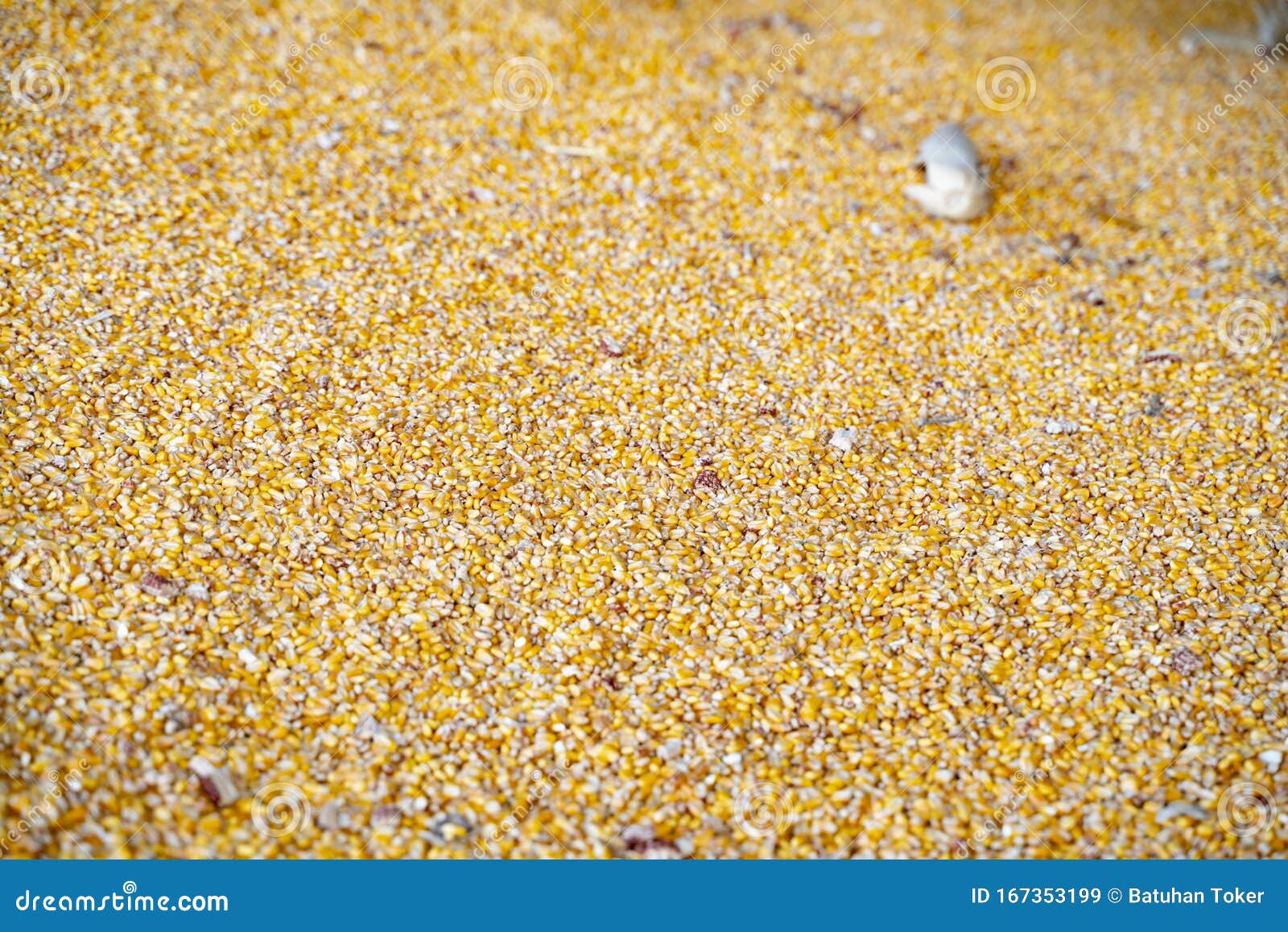 Dried Corn for Background Uses. Stock Image Image of produce, seed