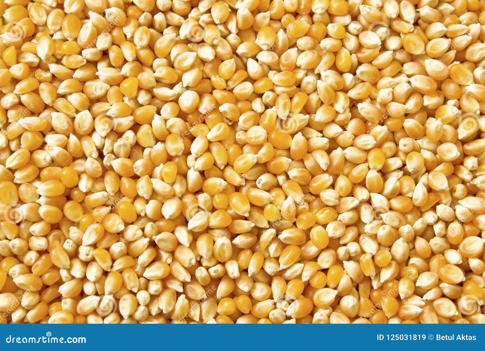 Dry Corn Grains, Background Stock Image Image of harvest, grains