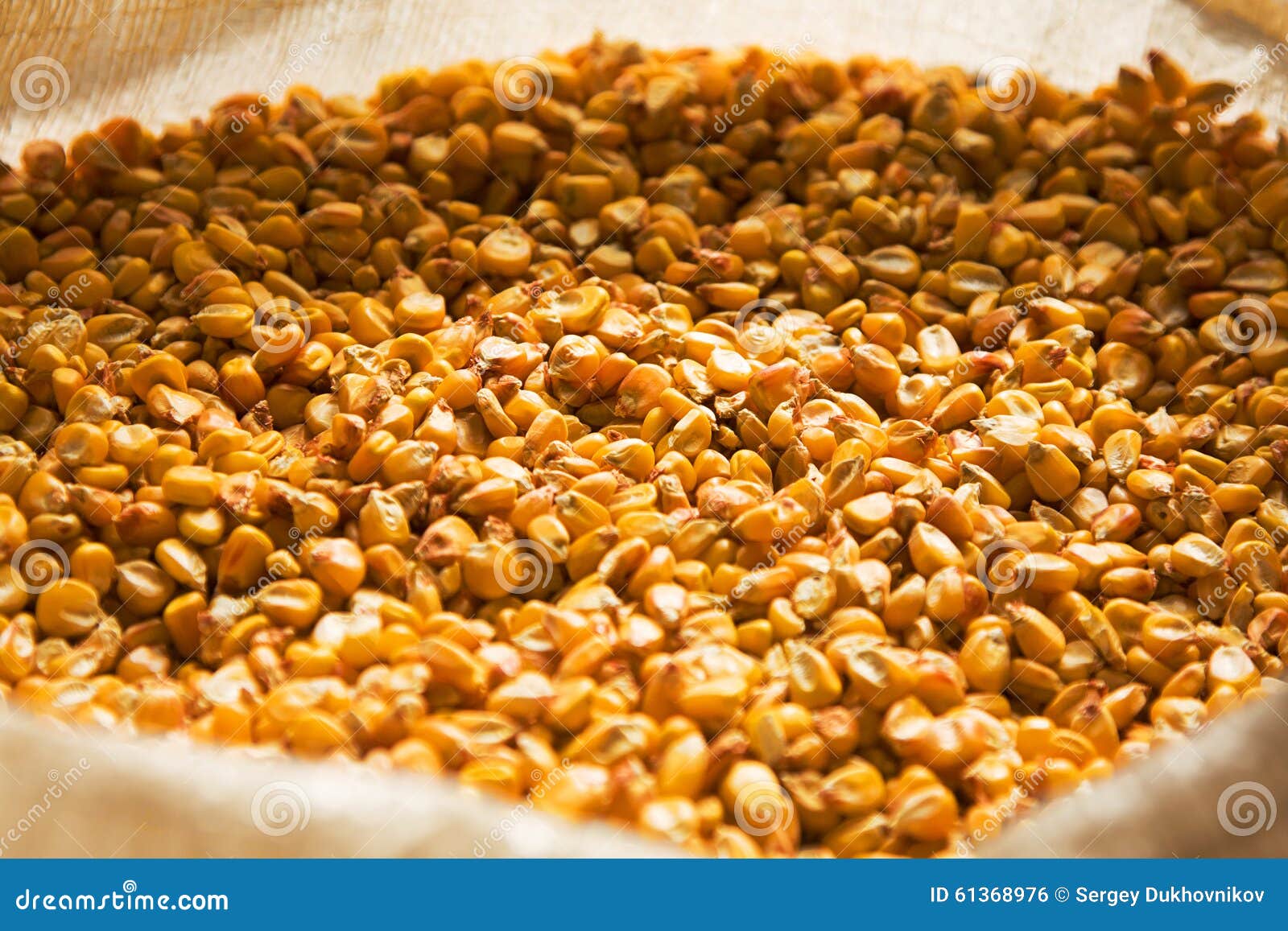Dried corn in a bag stock photo. Image of mature, nature 61368976