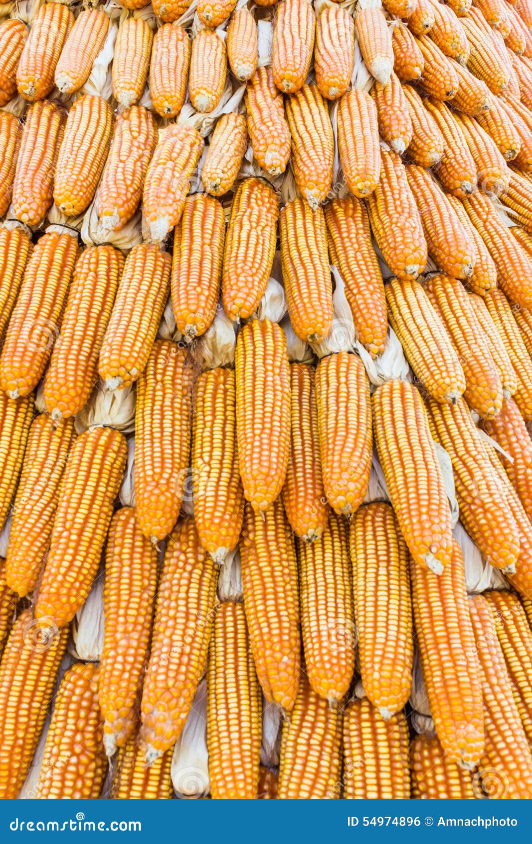 Dried corn. stock photo. Image of countryside, decoration 54974896