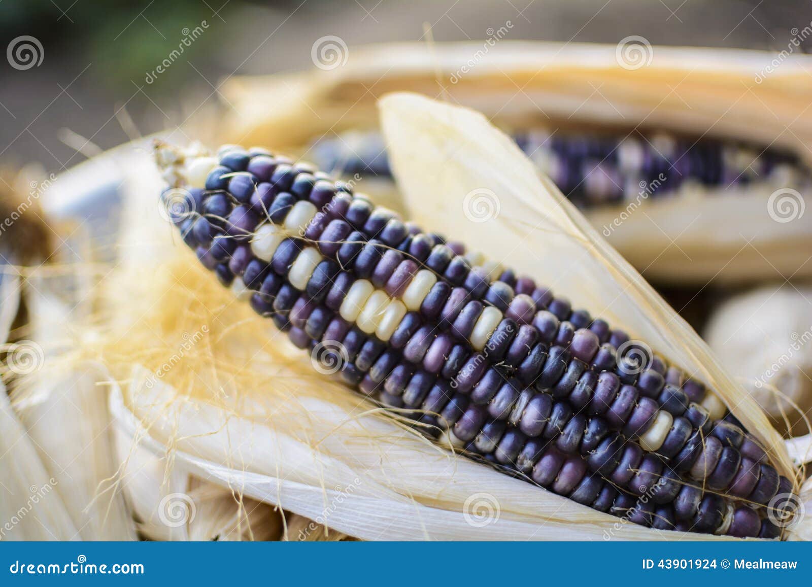 dried corn for breeding, thai corn