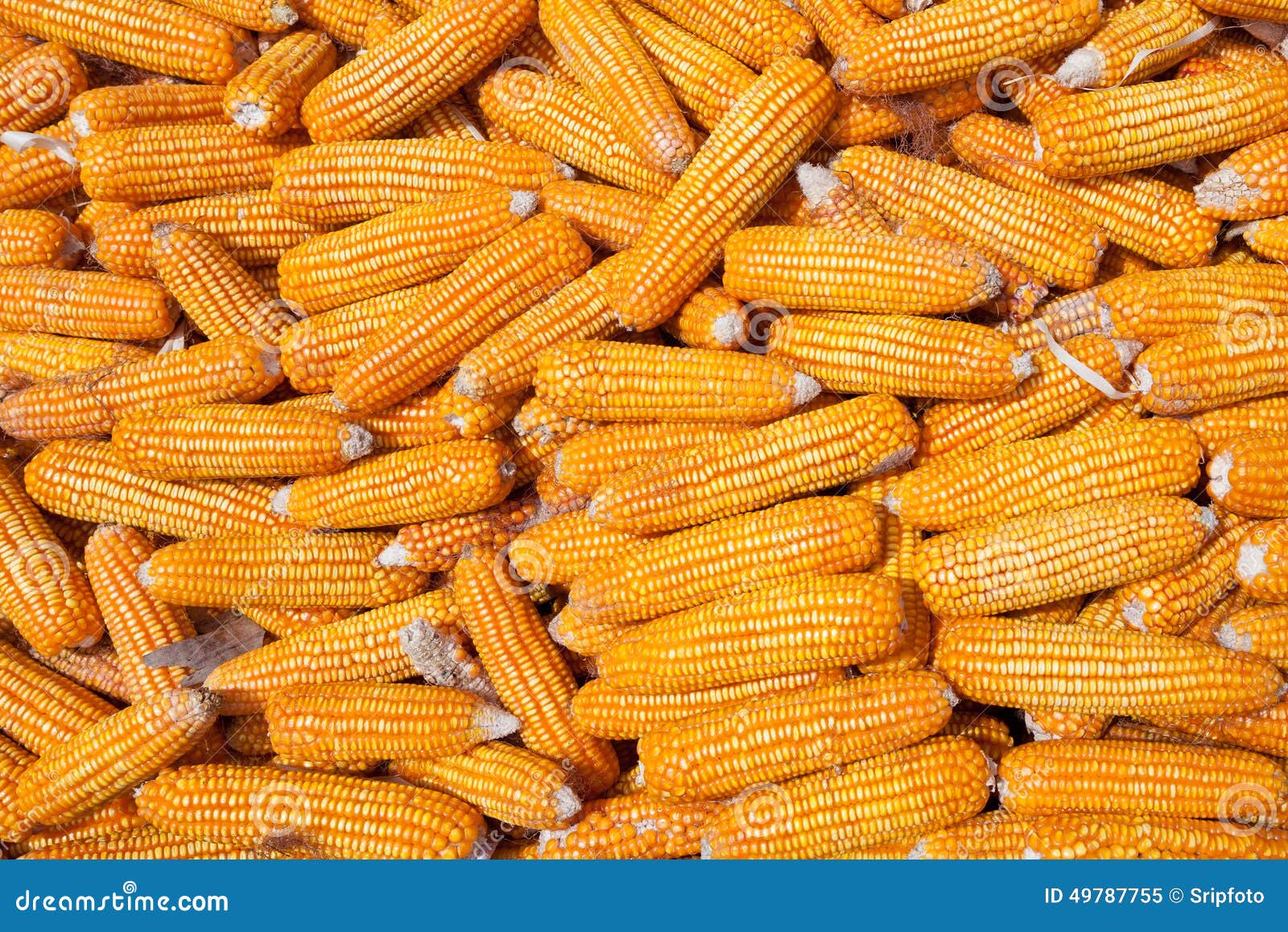 Dried corn stock image. Image of healthy, natural, agricultural 49787755