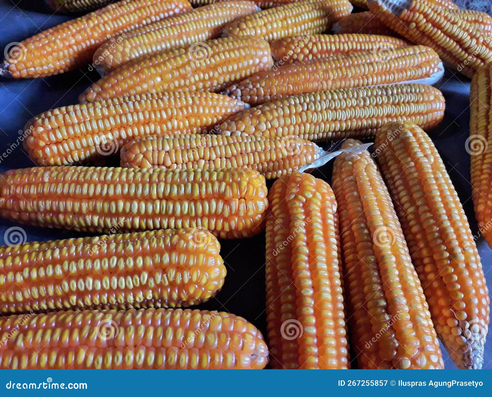 Dried corn in the cob stock image. Image of harvest 267255857