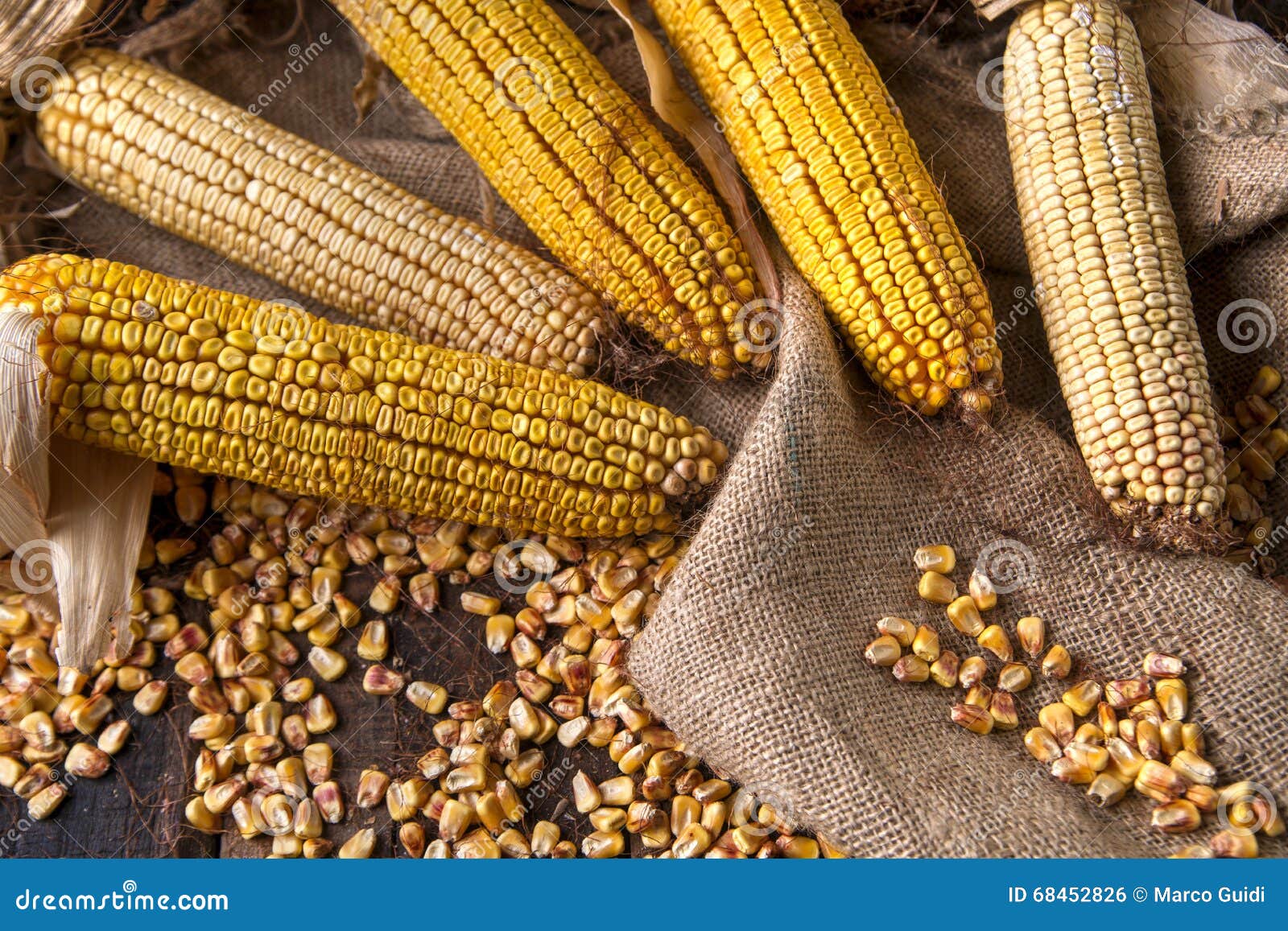 Dried corn cob stock photo. Image of natural, yellow 68452826