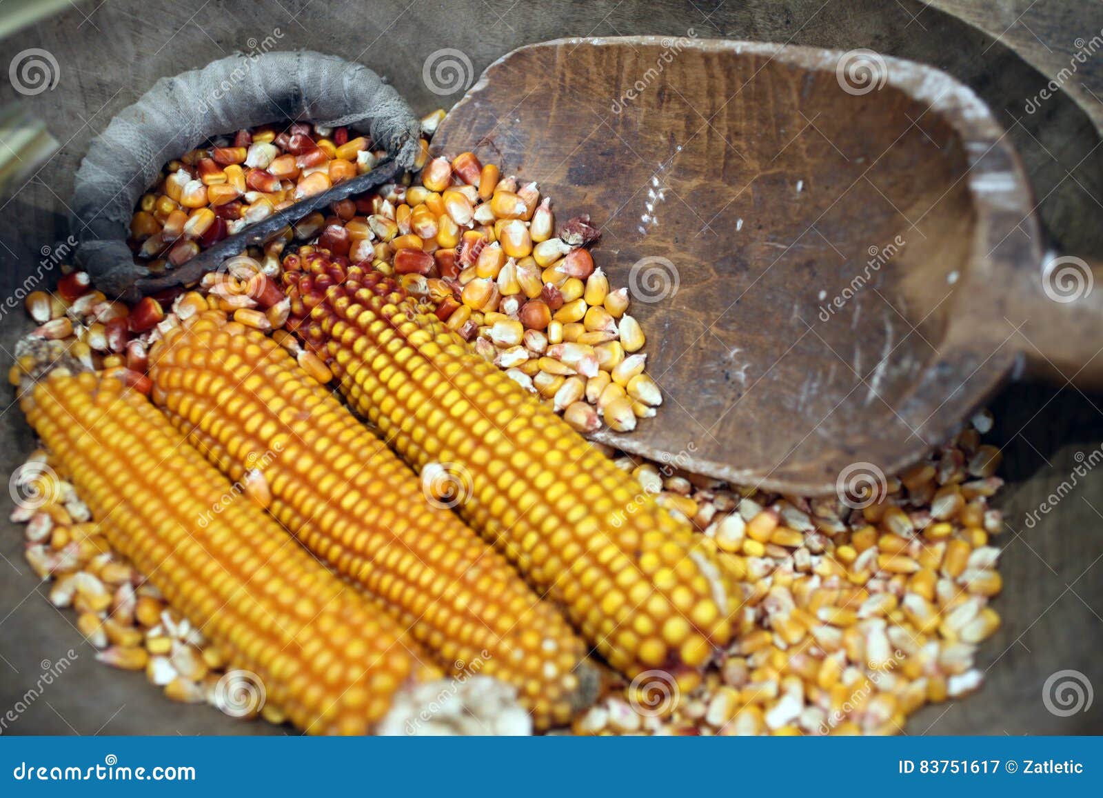 Dried corn cob stock image. Image of autumn, ripe, vegetable 83751617