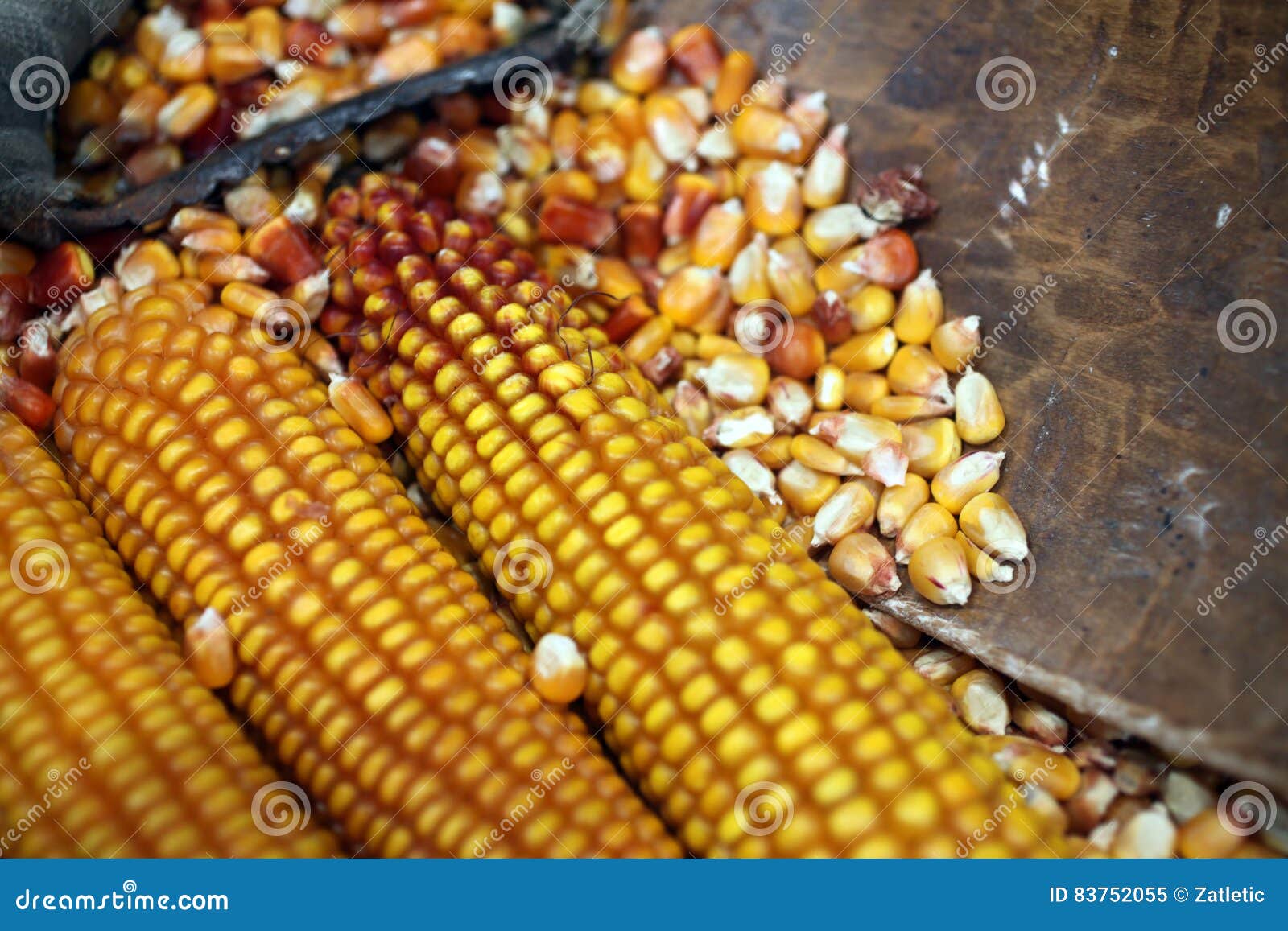 Dried corn cob stock image. Image of fresh, food, orange 83752055