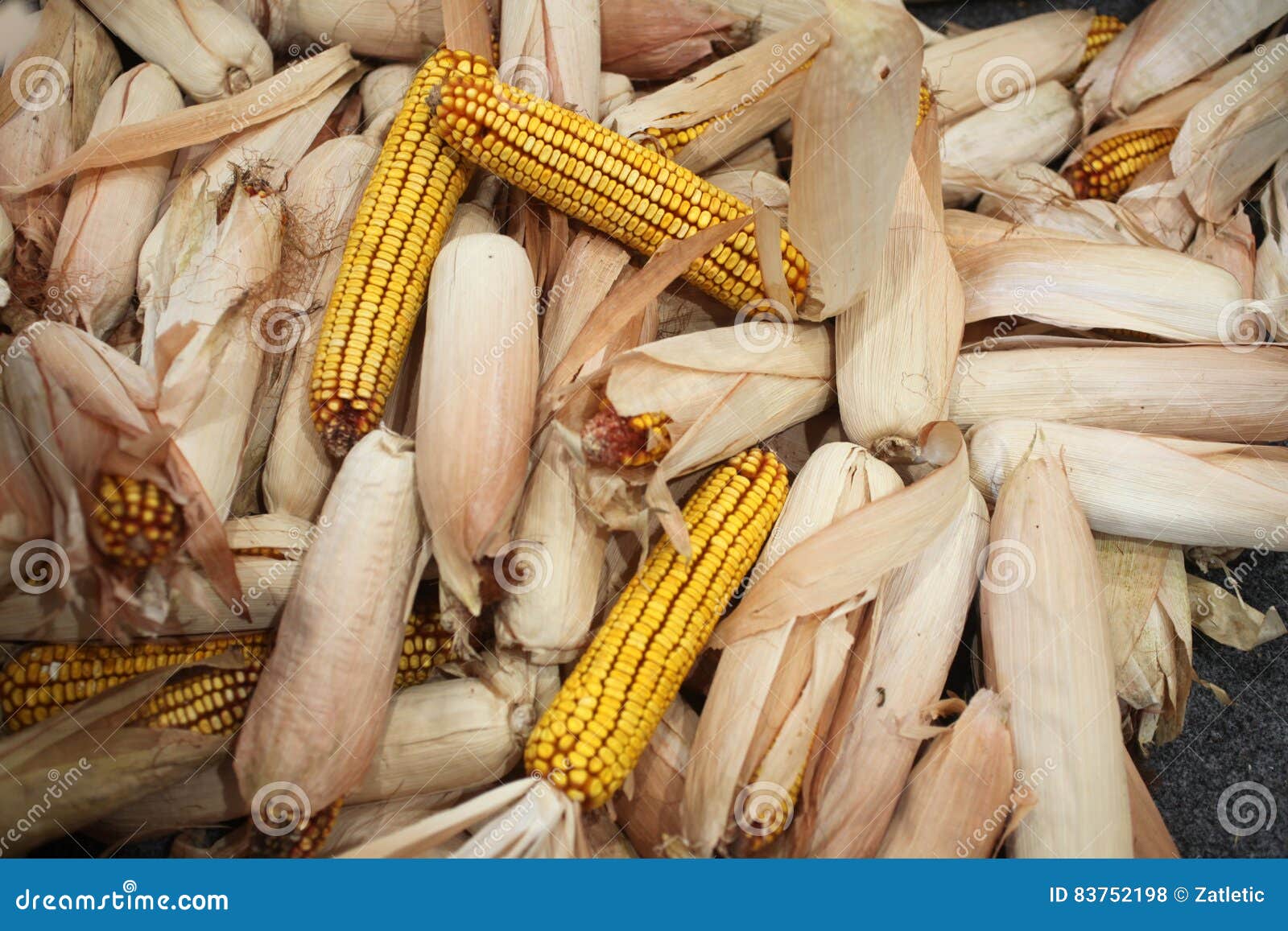 Dried corn cob stock photo. Image of farm, planting, cereal 83752198