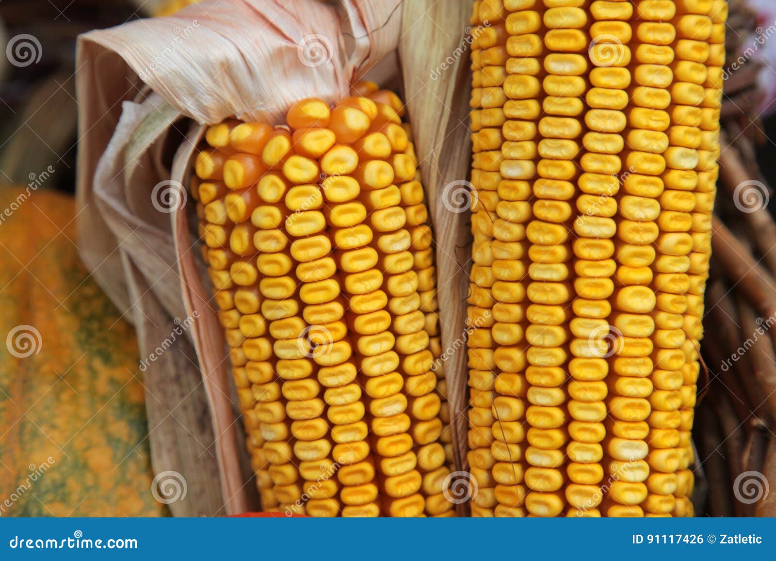 Dried corn cob stock photo. Image of harvest, outdoor 91117426