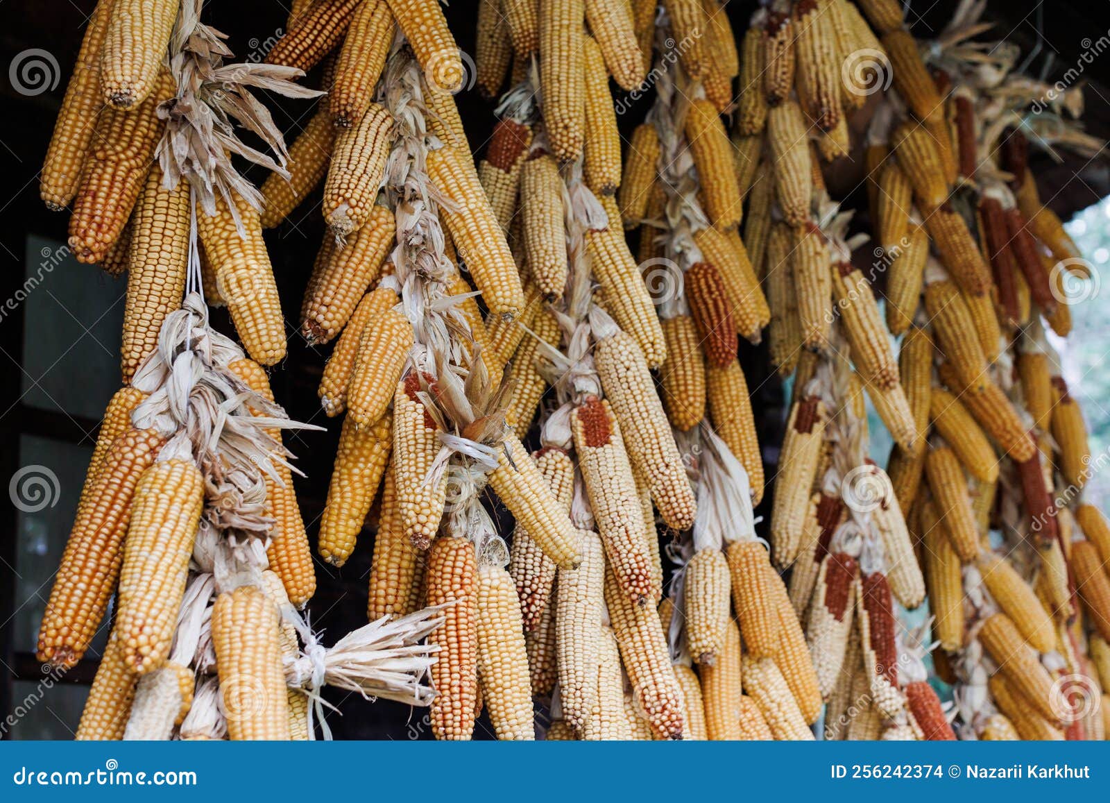 Dried Corn Cobs. Dried Corns Hanging on Rustic Wall Stock Photo Image