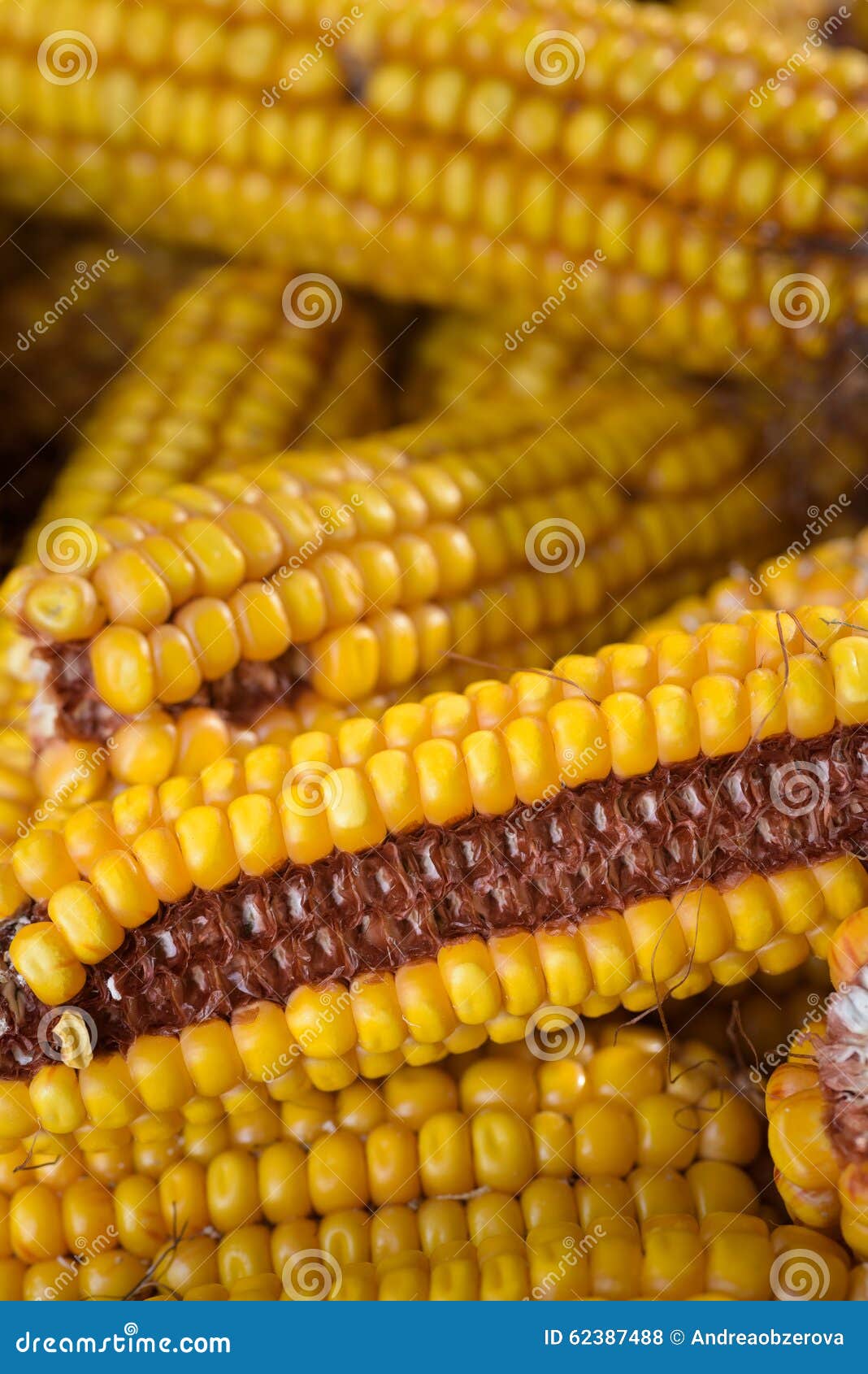 Dried corn cobs stock photo. Image of growth, corn, clear 62387488