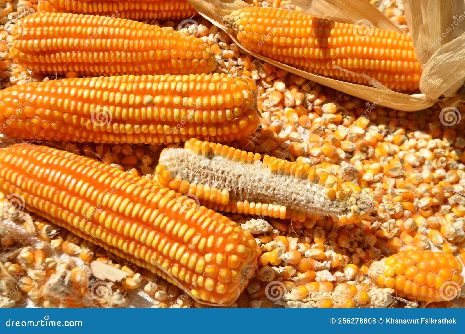 Dried corn on floor stock photo. Image of production 256278808