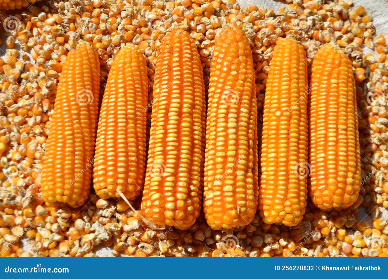 Dried corn on floor stock photo. Image of corncob, farming 256278832