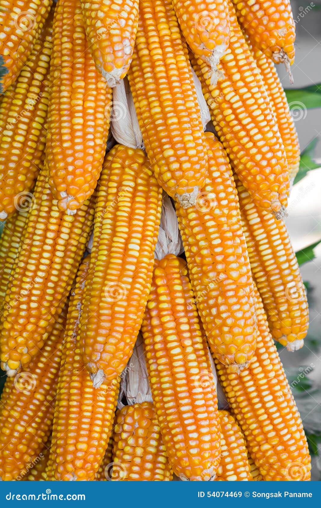 Dried corn in harvest time stock image. Image of fall 54074469