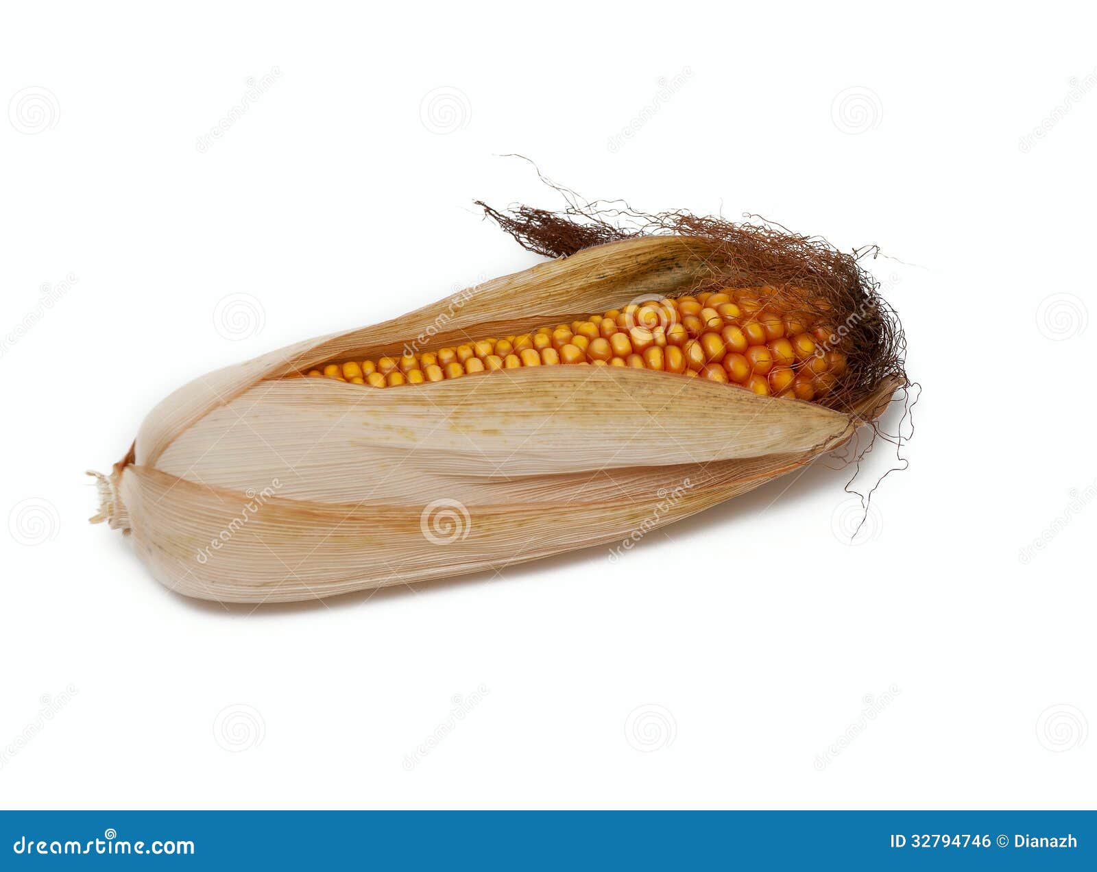 Dried corn stock photo. Image of color, healthy, harvest 32794746