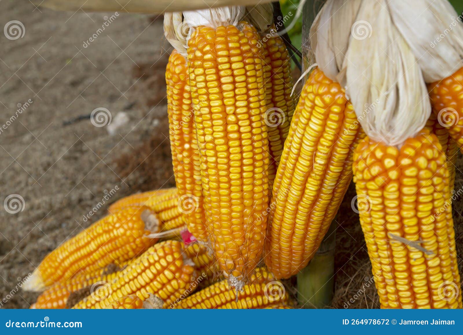 Dried Corn for Popcorn of Animal Feed Stock Photo Image of organic, animal 264978672