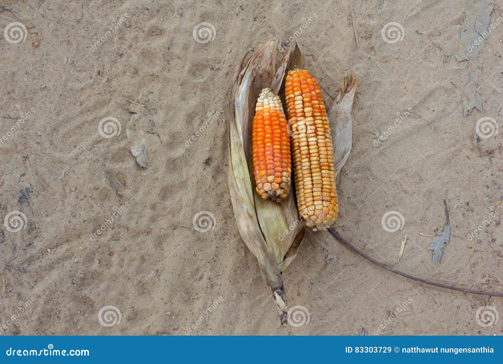 Corn is a fungal disease stock image. Image of sanddried 83303729
