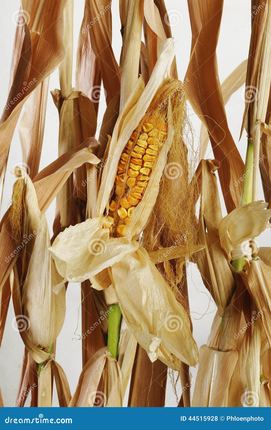 Dried corn and stalks stock photo. Image of drought, agriculture 44515928