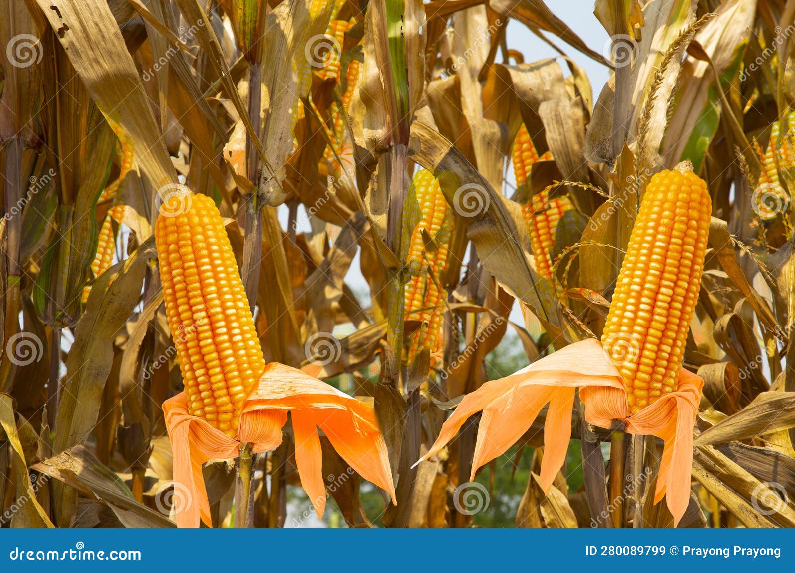 Dried Corn Waiting To Be Harvested for Animal Feed Stock Image Image