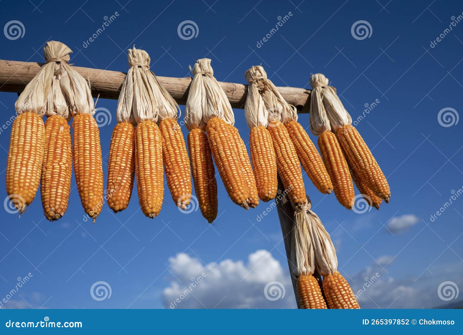 Dried corns stock photo. Image of natural, outdoor, vegetable 265397852