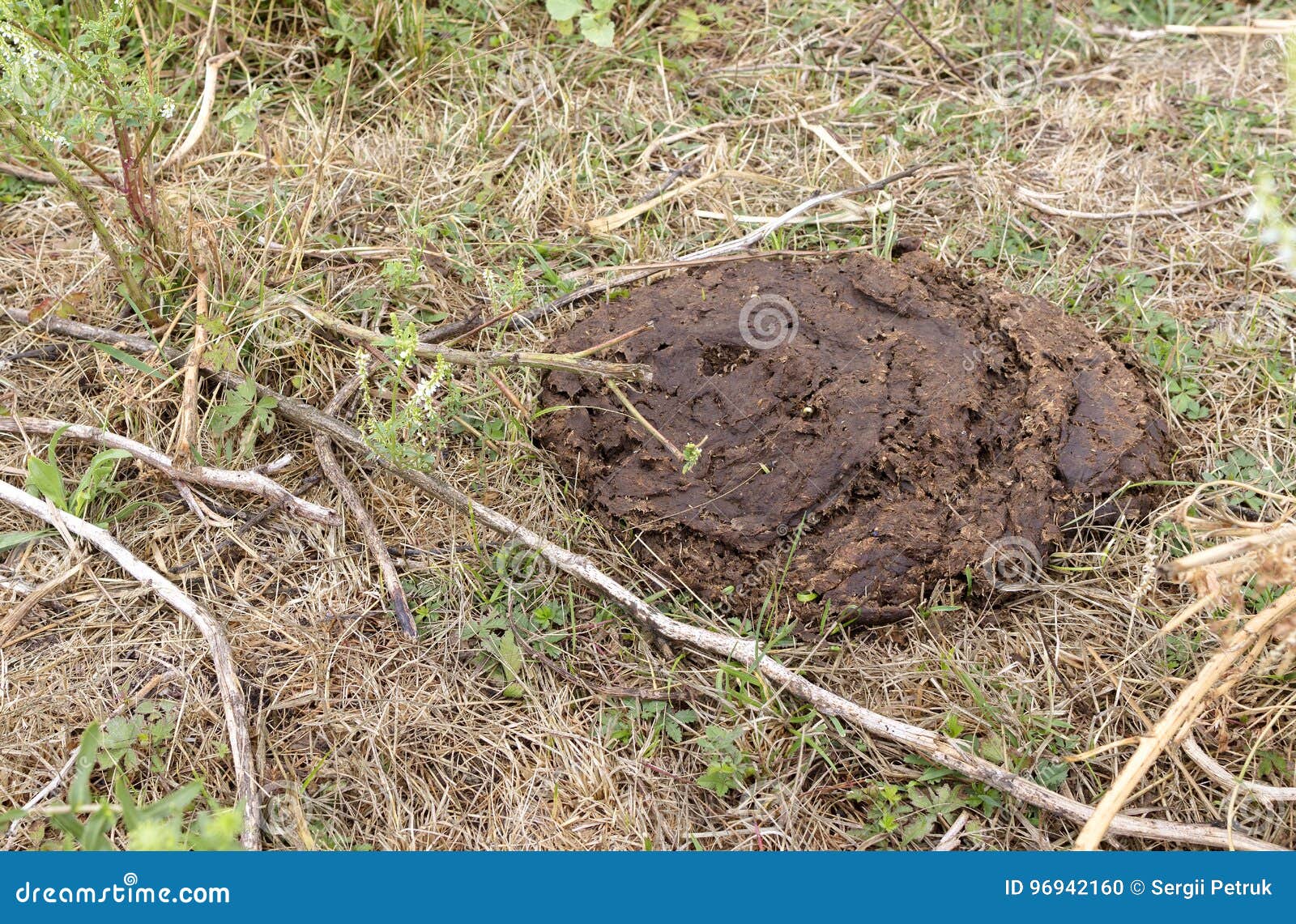 Dried Cow Dung On Dry Grass Compost Fertilizer Stock Photo