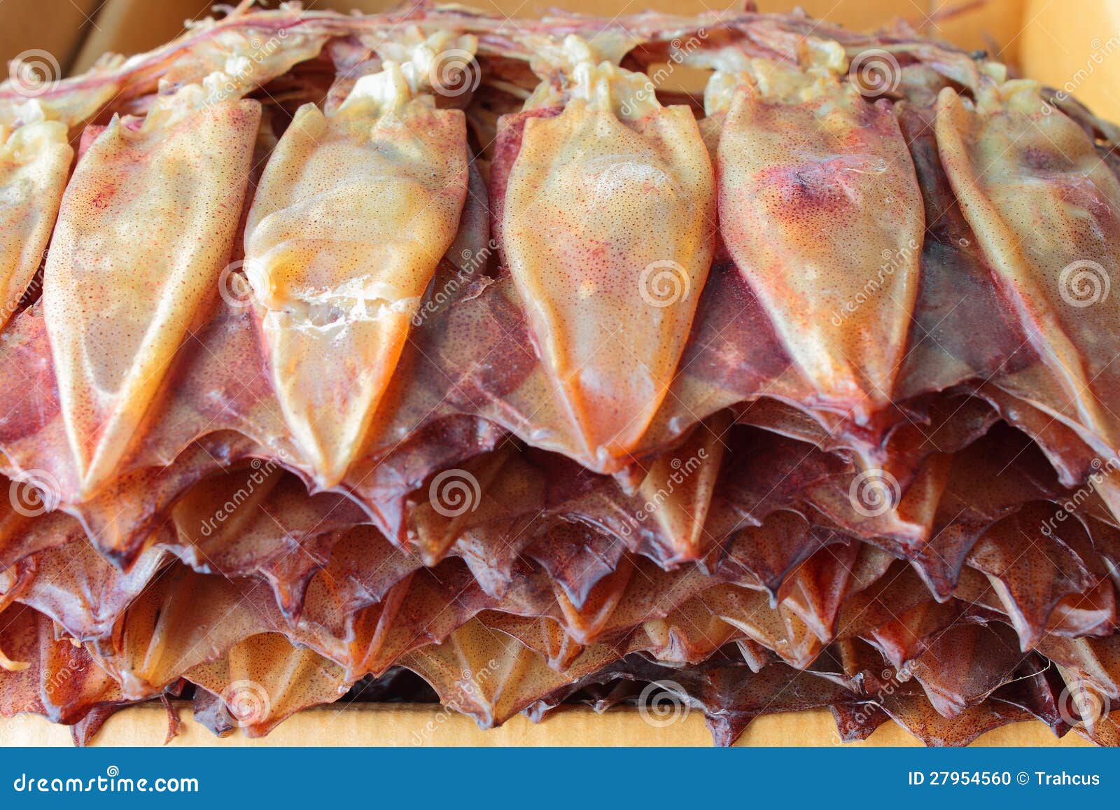 Dried cuttlefish stock photo. Image of cuttlefish, squid 27954560