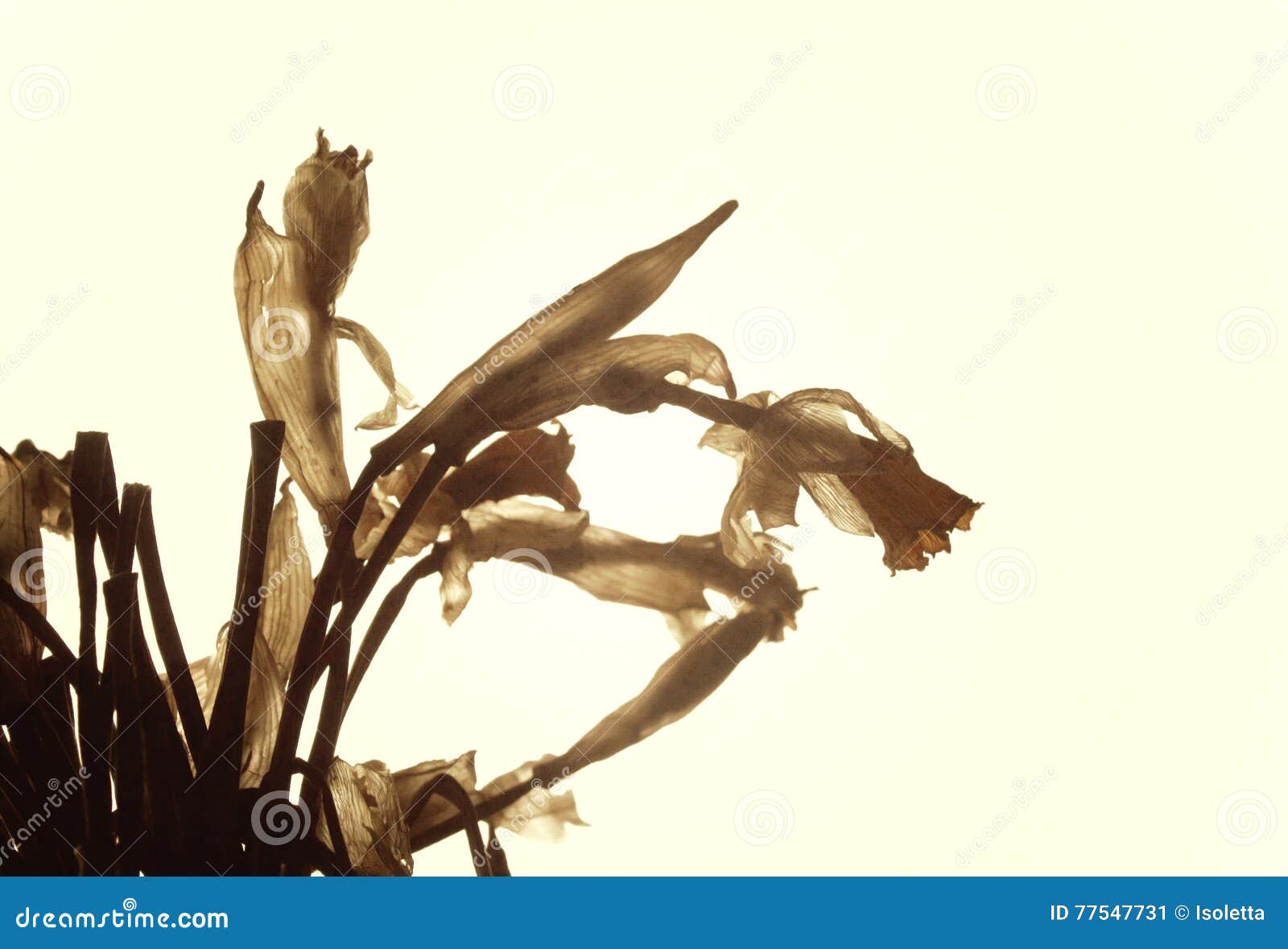 Dried daffodils flowers stock image. Image of decoration 77547731