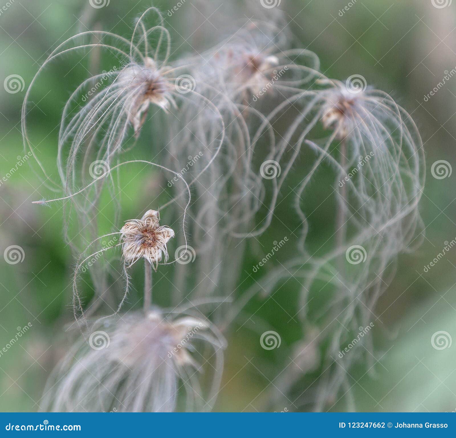 Dried Dainty Flower Stock Photo Image Of Botanical 123247662