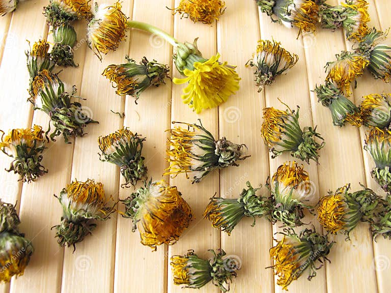 Dried dandelion flowers stock photo. Image of flowers 29334694