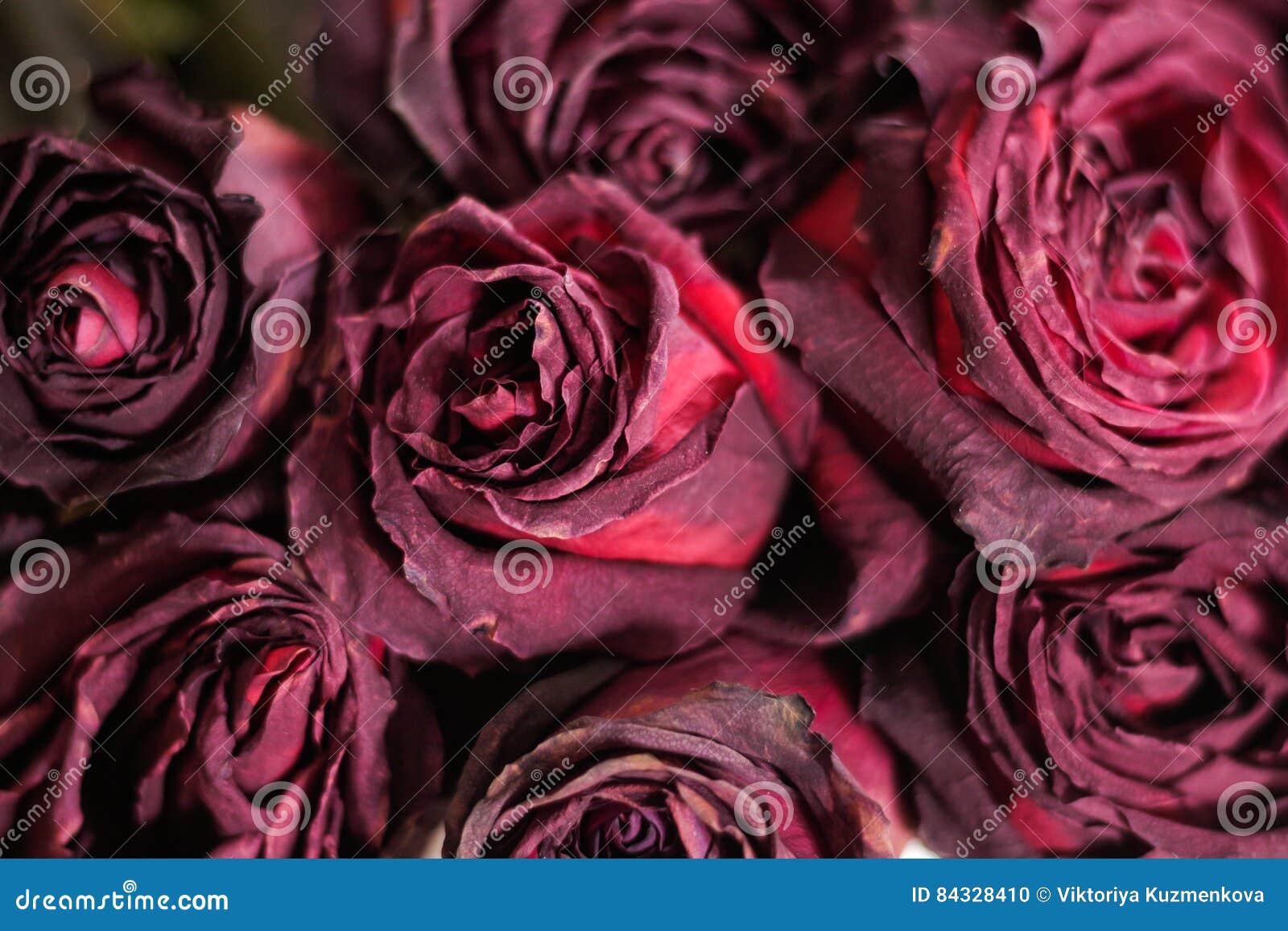 Dried Dead Flowers Red Rose. Wilted Roses. Stock Photo Image of plant, faded 84328410