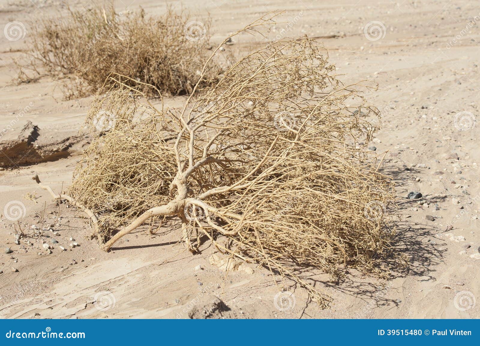Dried Dead Plants in an Arid Desert Stock Photo Image of plant