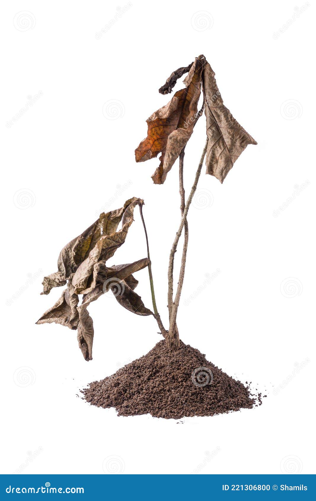 Dried Dead Plant with Soil, Isolated on White Background Stock Photo