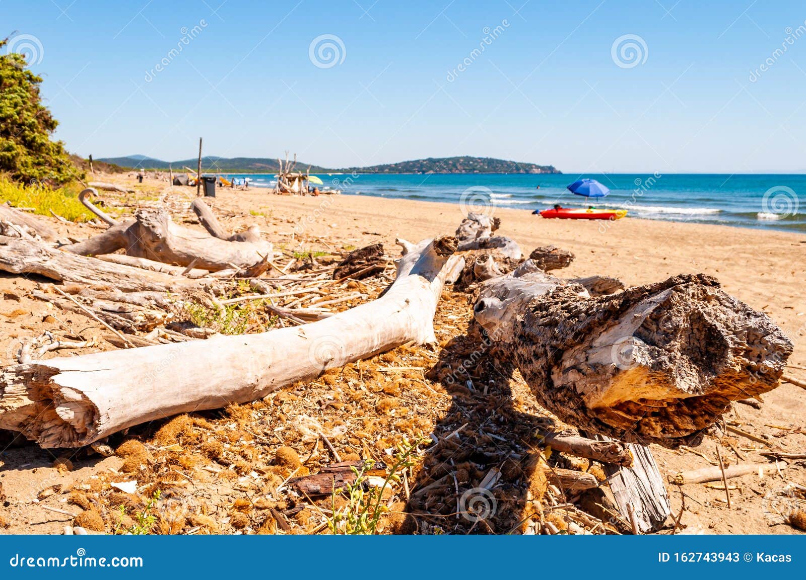 dried dead tree trunks lying on the sea beach sand in tenda gialla, province of grosseto, tuscany