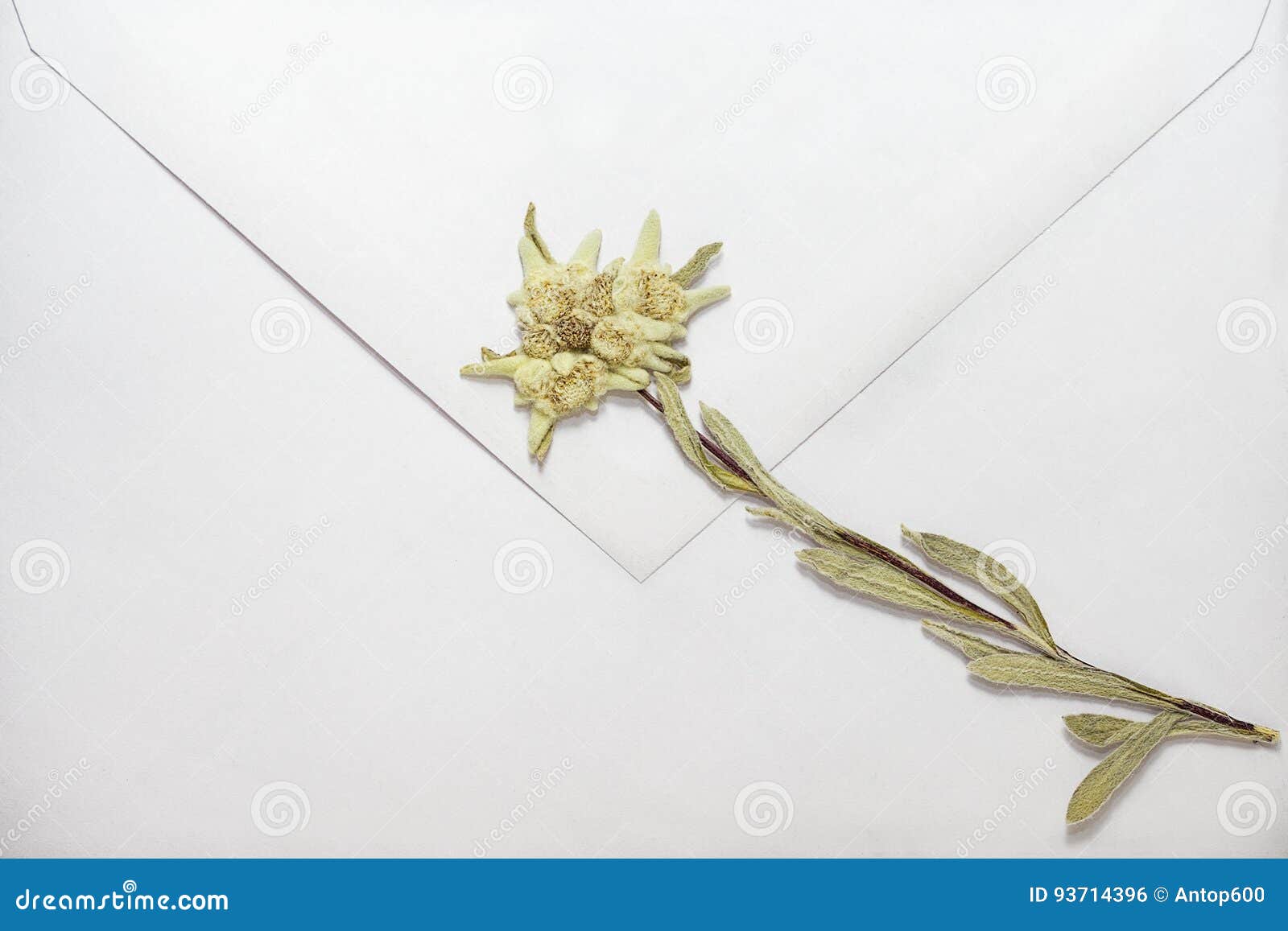 Dried Edelweiss on Envelope Stock Photo Image of paper, happiness