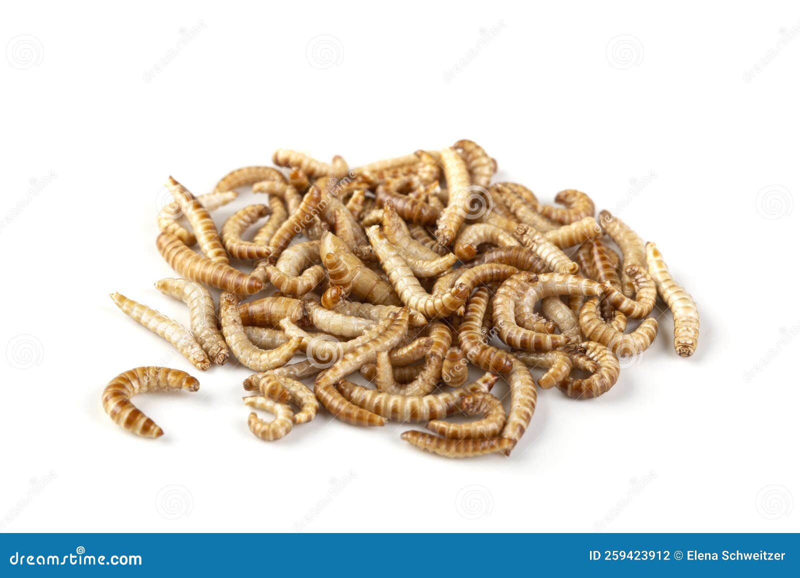 Dried Edibledible Buffalo Worms Stock Photo Image of white, mealworms 259423912