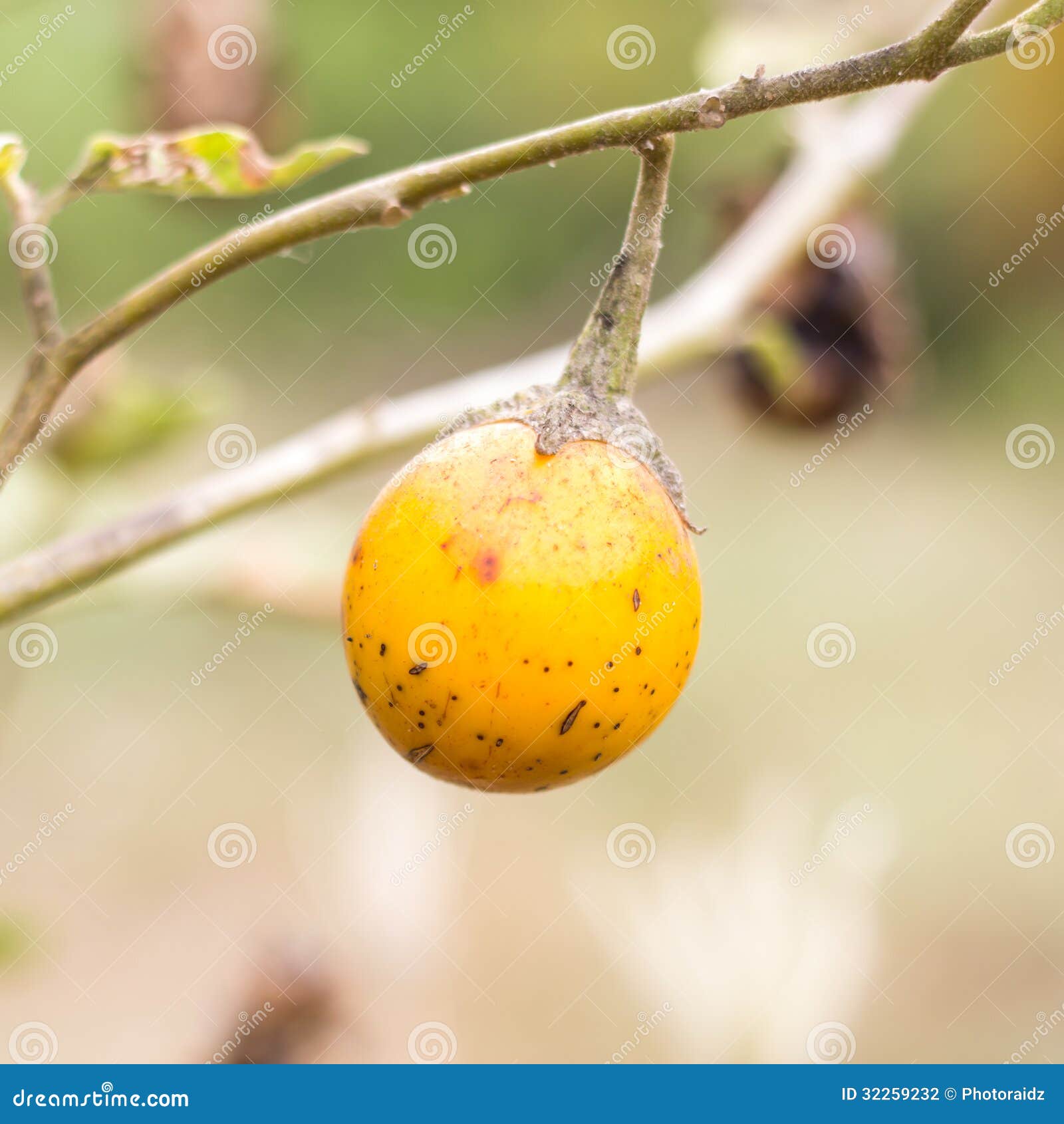 Dried Eggplant yellow. stock photo. Image of healthy 32259232