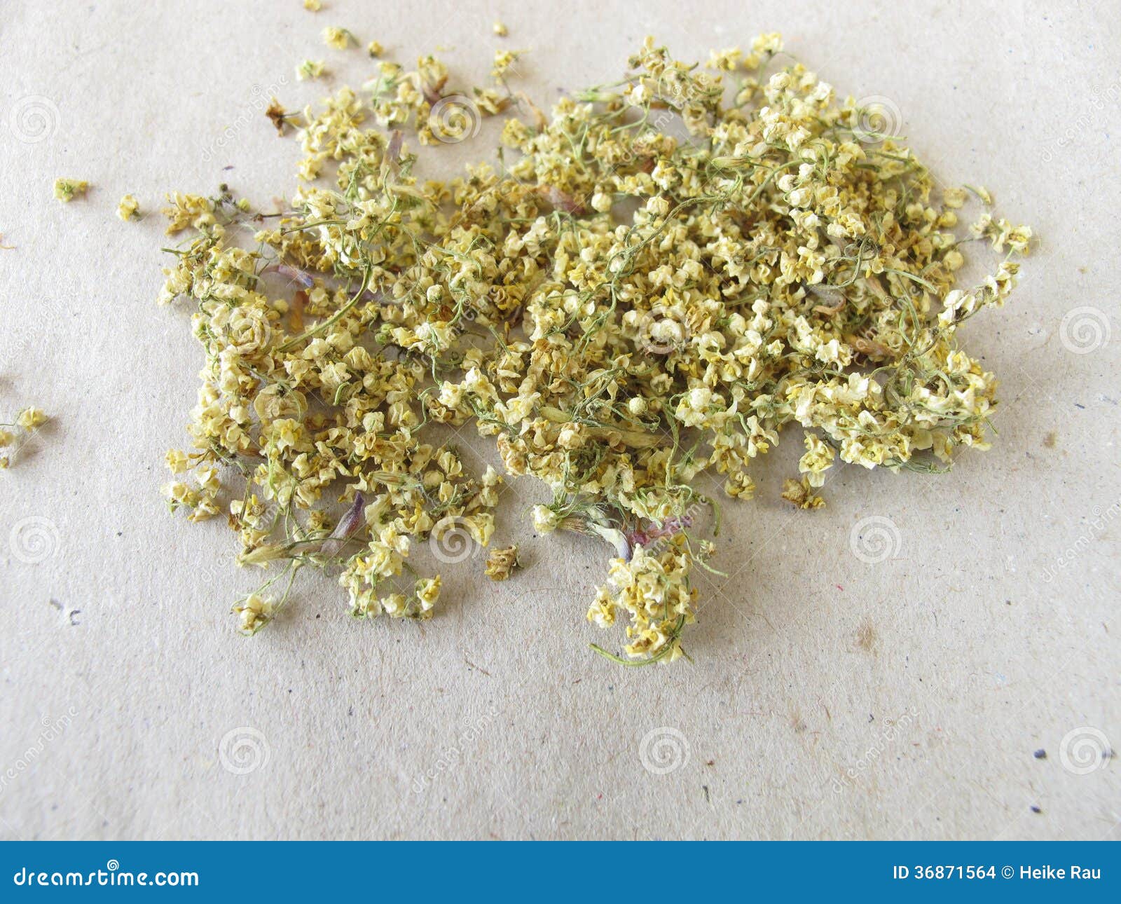 Dried Elderflowers on Paper Stock Photo Image of natural, herbs 36871564