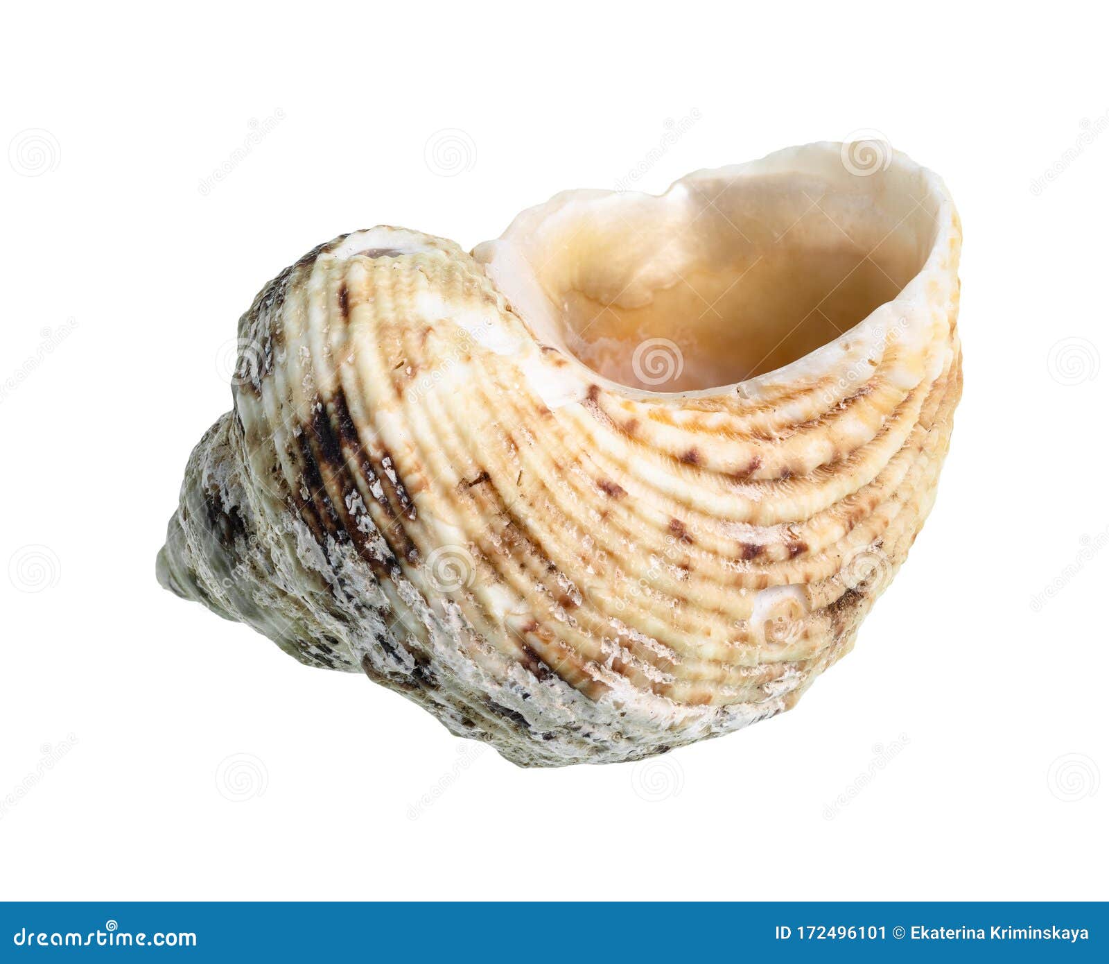 Dried Empy Seashell of Whelk Mollusk Cutout Stock Image Image of