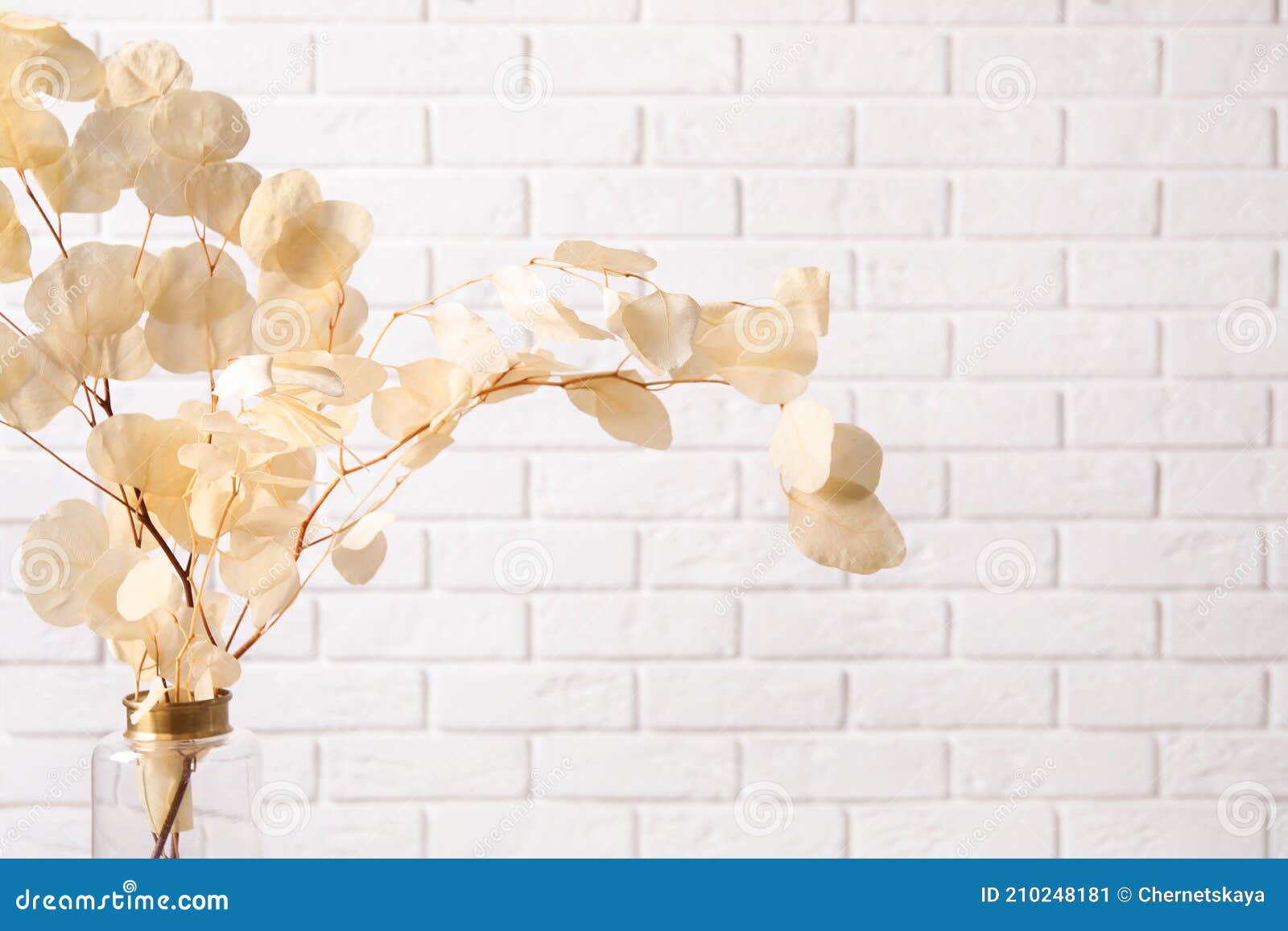 Dried Eucalyptus Branches in Vase Against White Brick Wall Stock Image