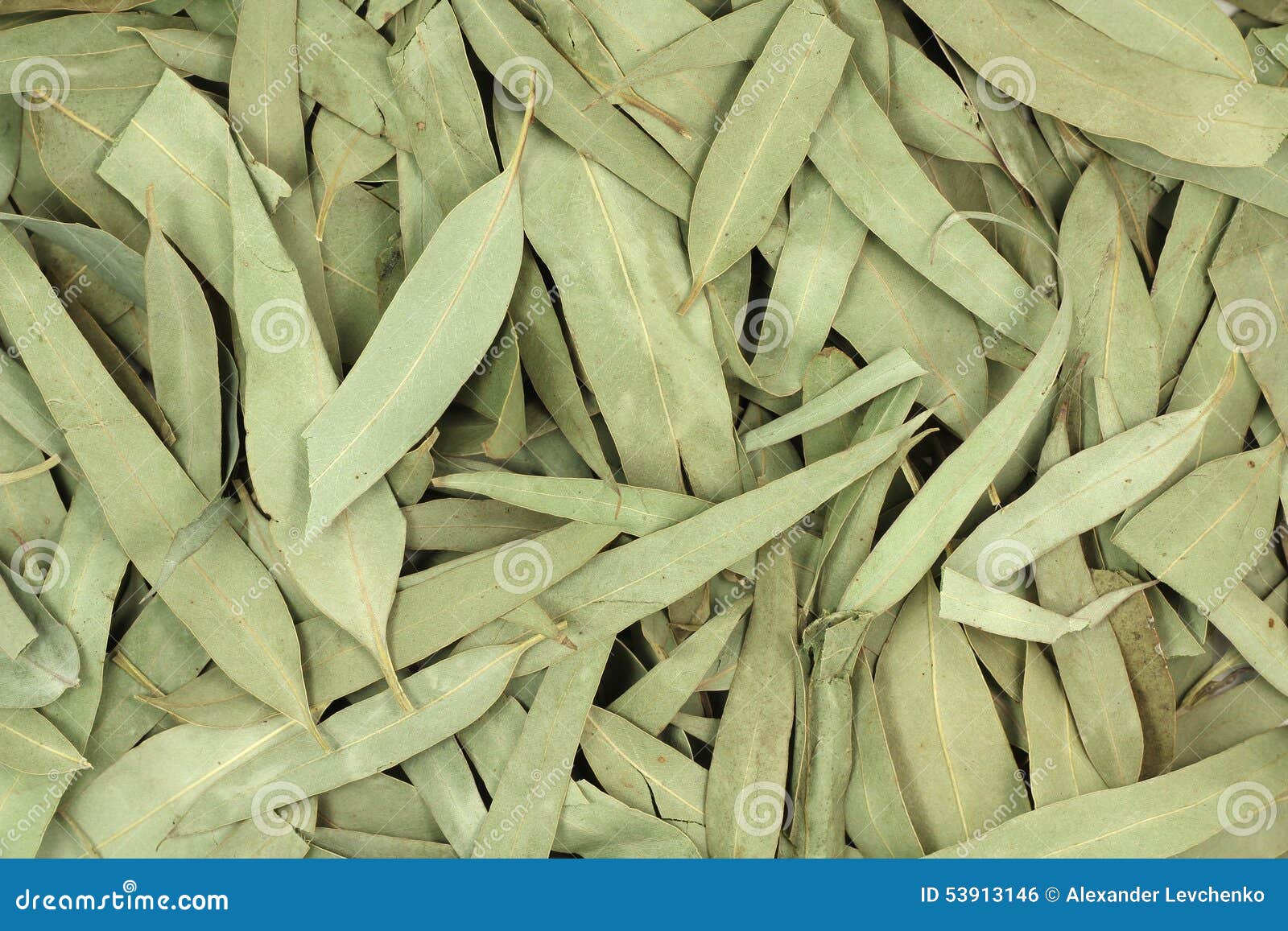 Dried Eucalyptus Leaves Background Stock Photo Image of natural