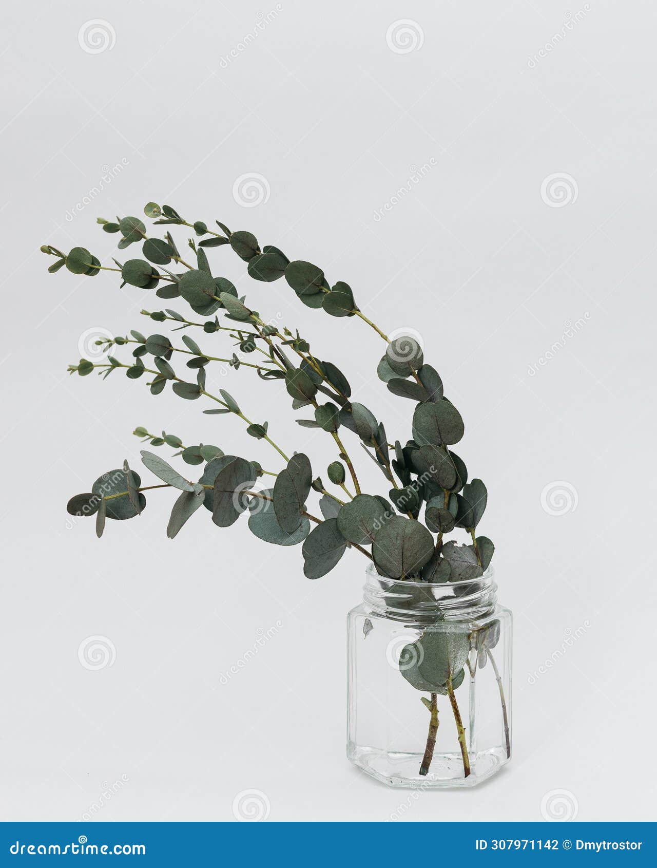 Dried Eucalyptus Leaves in a Vase on a White Background Stock Photo