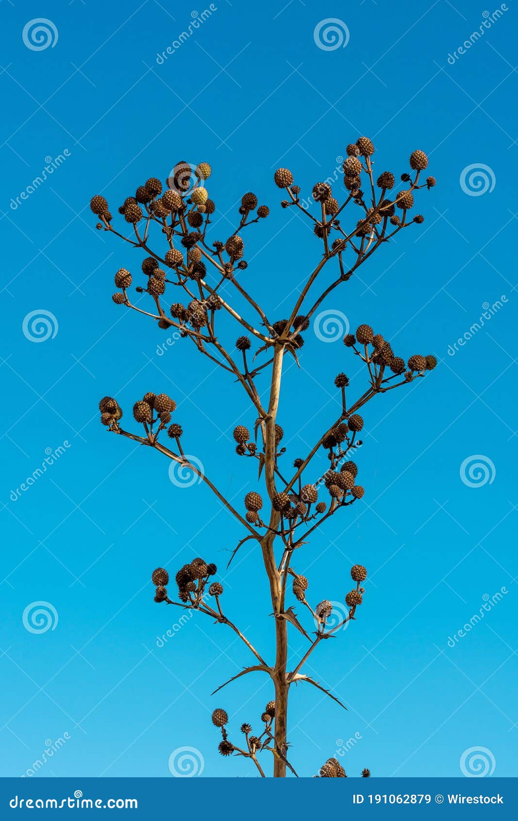 dried field flower