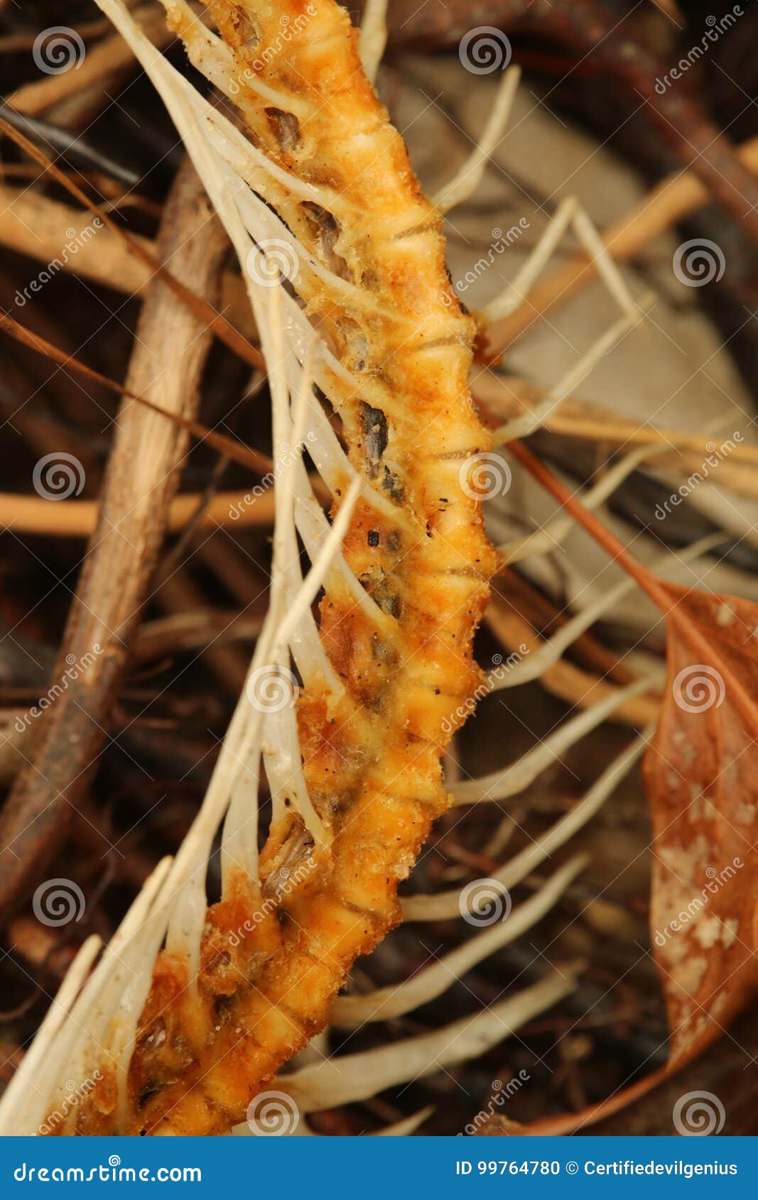 Dried Fish Bones stock photo. Image of gross, spine, lines 99764780