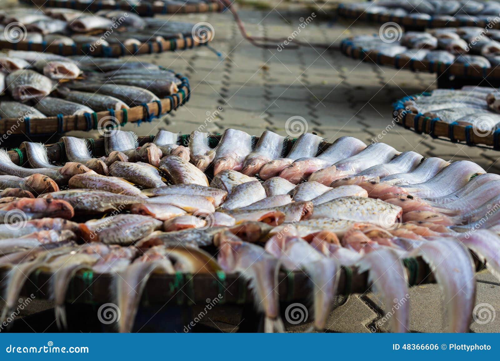 Dried Fishes at Thailand Marker Stock Photo Image of prepared, animal
