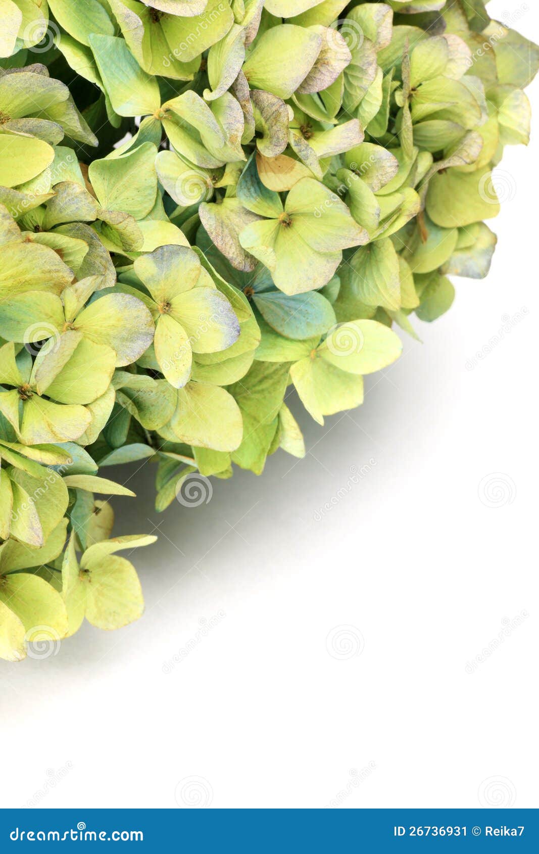 Dried Hydrangea Flowers Close Up Stock Photo, Picture and Royalty Free  Image. Image 95817368.