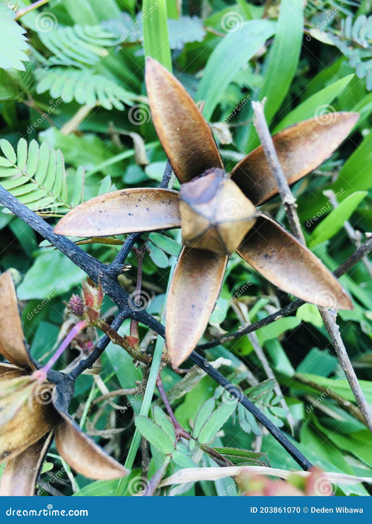 Dried Flower stock photo. Image of flower, fower, focus 203861070
