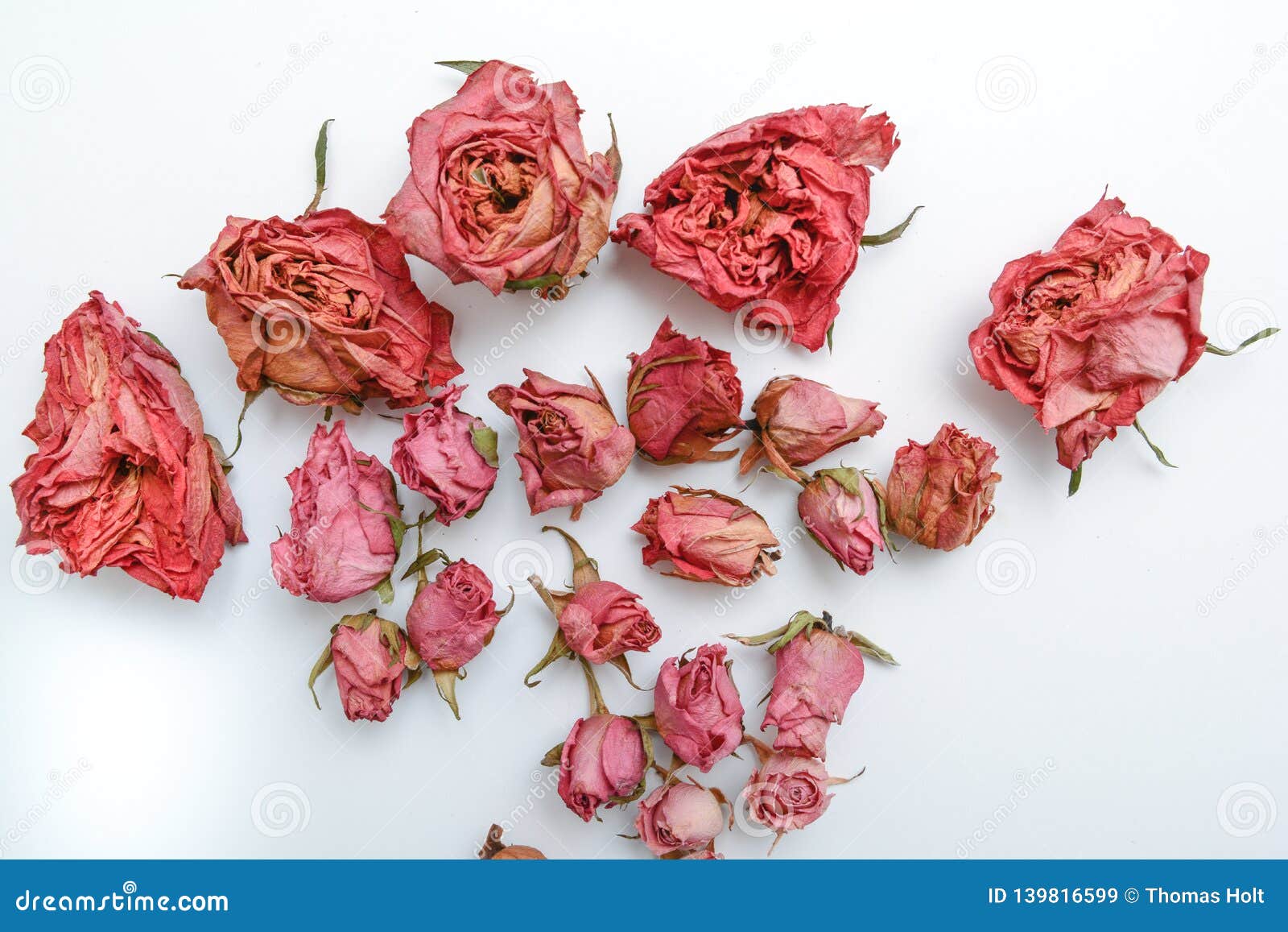 Dried Flower Still Life of Roses Stock Image Image of life, pattern