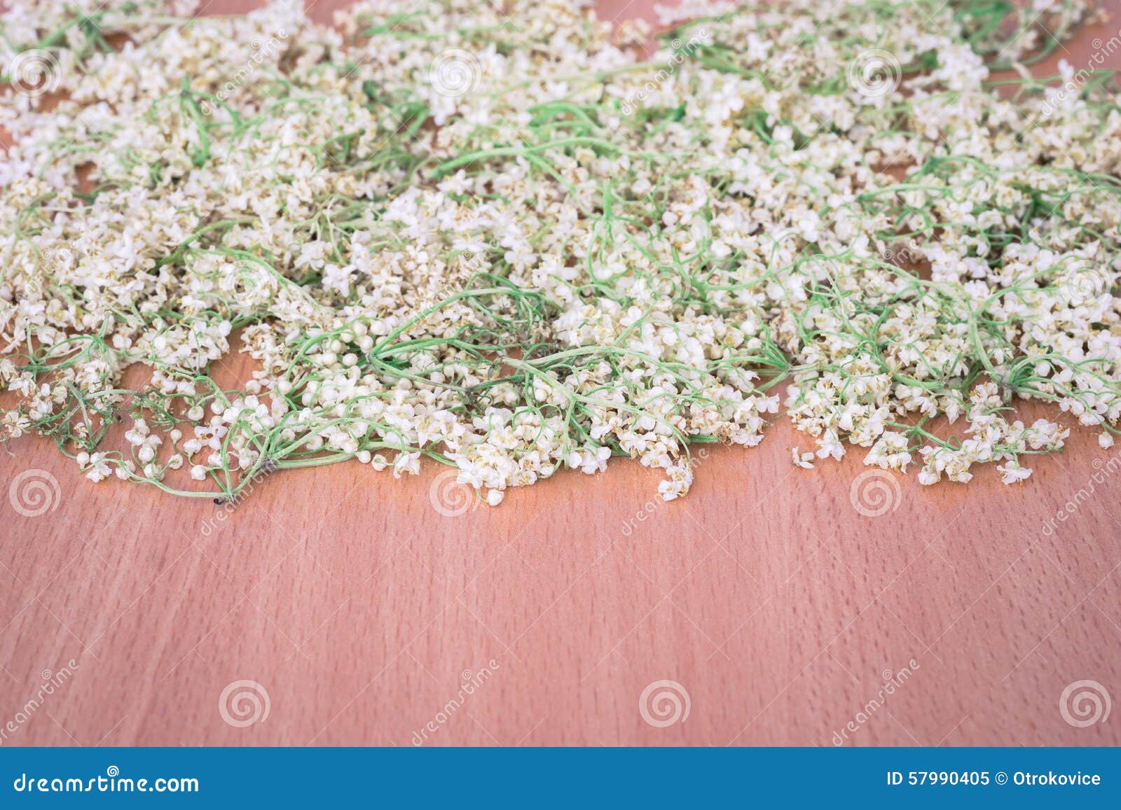 Dried Flowers of Elderberry Stock Image Image of medicine, power