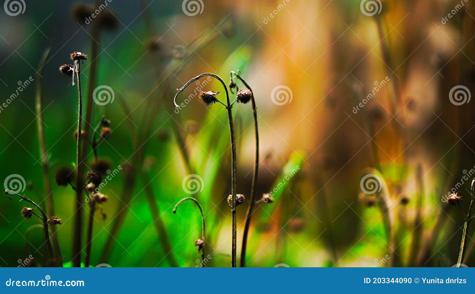 What Time Does Dew Dry off Grass?